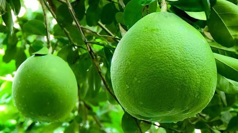 Tết Trung thu nhà nghèo cỡ mấy cũng nhớ bày 5 quả này, bề trên rất ưng bụng, tiền tài gõ cửa Tết Trung thu nhà nghèo cỡ mấy cũng nhớ bày 5 quả này, bề trên rất ưng bụng, tiền tài gõ cửa