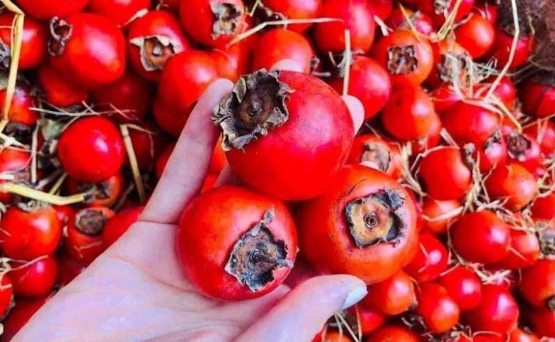 Tết Trung thu nhà nghèo cỡ mấy cũng nhớ bày 5 quả này, bề trên rất ưng bụng, tiền tài gõ cửa Tết Trung thu nhà nghèo cỡ mấy cũng nhớ bày 5 quả này, bề trên rất ưng bụng, tiền tài gõ cửa