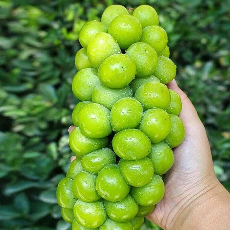 Tết Trung thu nhà nghèo cỡ mấy cũng nhớ bày 5 quả này, bề trên rất ưng bụng, tiền tài gõ cửa Tết Trung thu nhà nghèo cỡ mấy cũng nhớ bày 5 quả này, bề trên rất ưng bụng, tiền tài gõ cửa