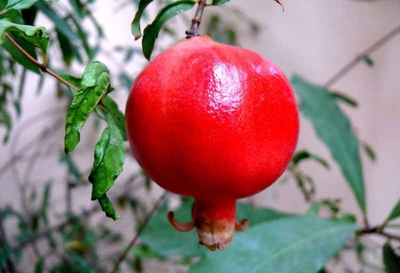 Ngày mùng 1 tháng 7 âm lịch, khó mấy cũng nhớ dâng 3 thứ này, gia chủ đắc lộc cả tháng gặp may Ngày mùng 1 tháng 7 âm lịch, khó mấy cũng nhớ dâng 3 thứ này, gia chủ đắc lộc cả tháng gặp may