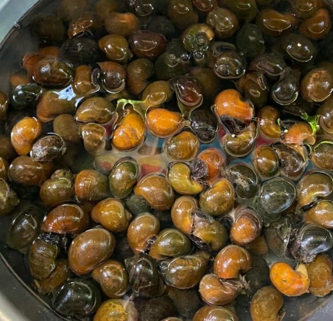 Cuối tuần học gái đảm nấu bún riêu ốc siêu đơn giản, ngập 