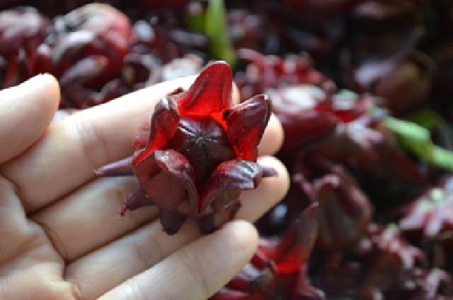 Mứt hoa atiso đỏ