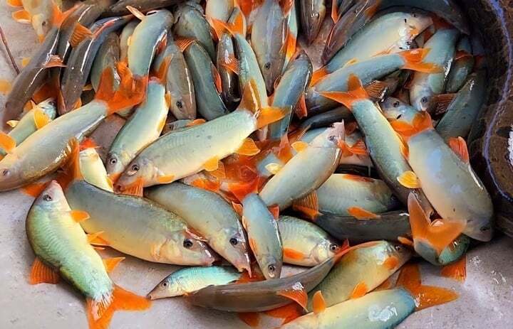 Cách làm món cá heo kho lạt ngon khó cưỡng Cách làm món cá heo kho lạt ngon khó cưỡng