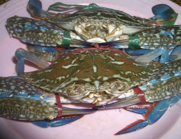 Cách làm ghẹ rang me thơm ngon tại nhà chuẩn như ngoài hàng Cách làm ghẹ rang me thơm ngon tại nhà chuẩn như ngoài hàng