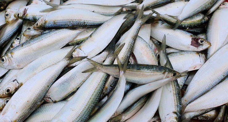 Gỏi cá trích - món ngon quên sầu nơi đảo ngọc và cách làm cực dễ tại nhà