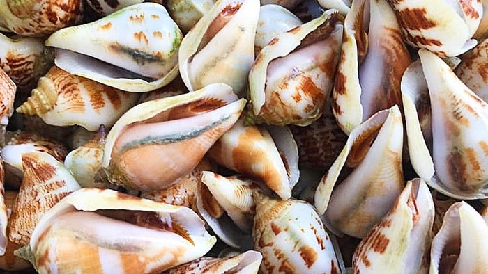 Khám phá Ốc nhảy - Bí mật đằng sau câu hỏi: 